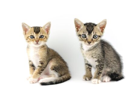 Small kittens over white backgroundの写真素材