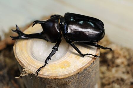 Close up of Rhinoceros beetleの写真素材