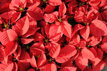 Beautiful red poinsettia flowers backgroundの写真素材