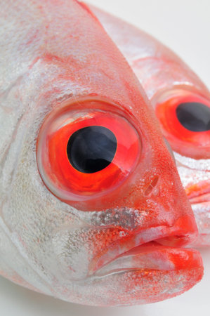 Close up of raw big eye fishの写真素材