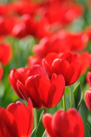 Close up of red tulipsの写真素材