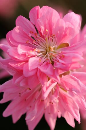 Close up of peach flowersの写真素材