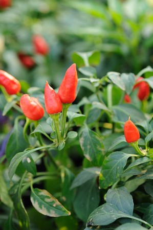 Red chili pepper growing on a plantの写真素材