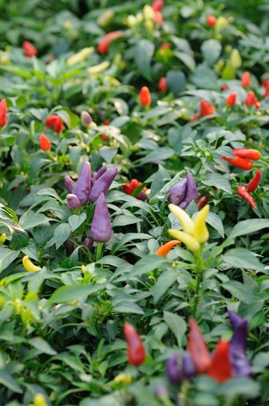 Purple, red and yellow  chili pepper growing on a plantの写真素材