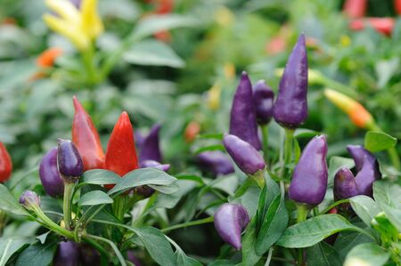 Purple, red and yellow  chili pepper growing on a plantの写真素材