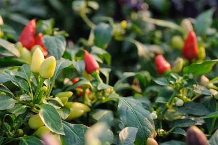 Red and yellow  chili pepper growing on a plantの写真素材