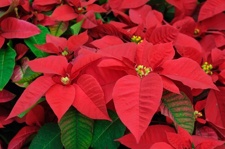 Close up of red poinsettia flowersの写真素材