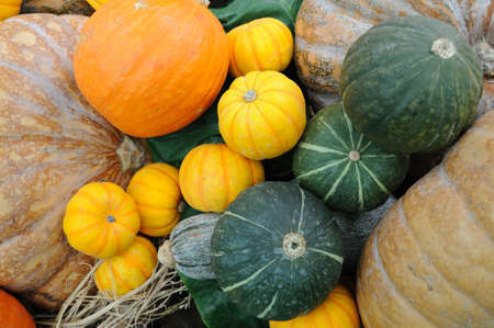 Close up of colorful pumpkinsの写真素材