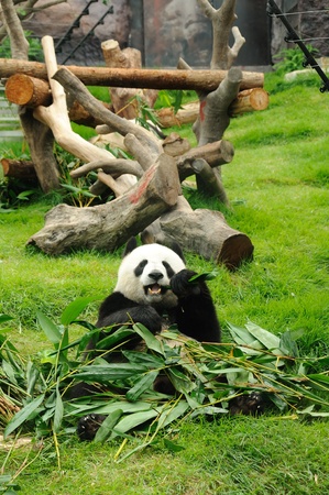 Giant panda eating bamboo leafの写真素材