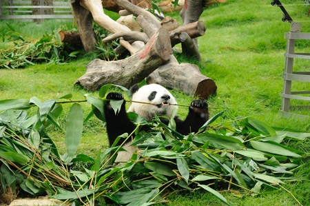 Giant panda eating bamboo leafの写真素材