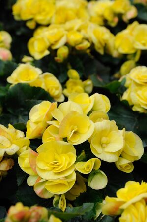 Close up of yellow bengoniaの写真素材