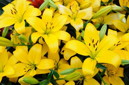 Close up of yellow liliesの写真素材
