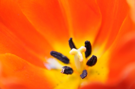 Close up of orange tulip pistilの写真素材