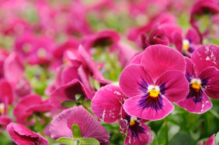 Close up of violet pansy