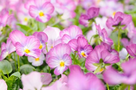 Close up of pink pansyの写真素材