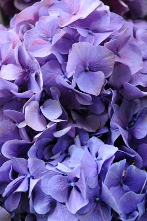Close up of purple hydrangea macrophyllaの写真素材