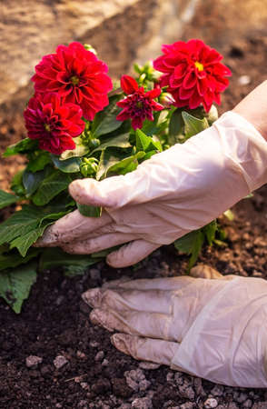 woman planting flowers in her gardenの写真素材