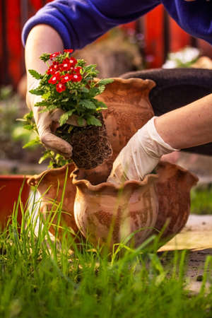 woman planting flowers in her gardenの写真素材