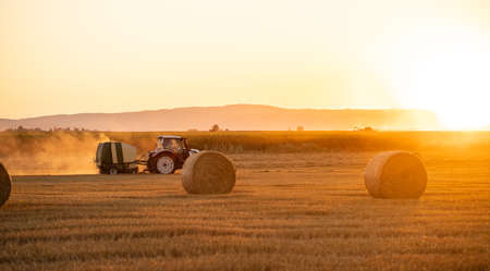 gold field at sunset with mountains and treesの写真素材