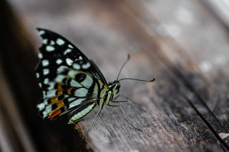 one tropical butterfly sitting on a woodの写真素材