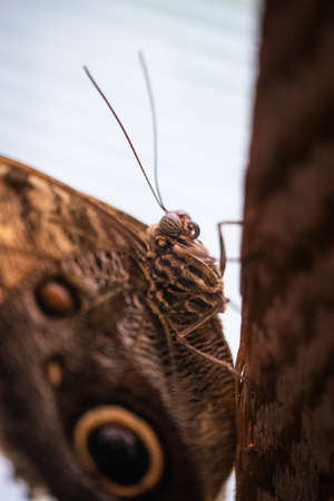 one wild butterfly sitting on a woodの写真素材