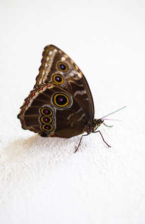 one tropical butterfly on a white backgroundの写真素材