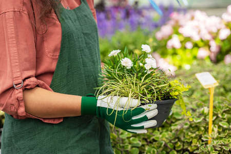 gardeners hand holding flowers and showing to the customersの写真素材