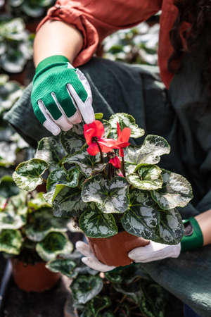 gardeners hand treating a flower in a botanical gardenの写真素材