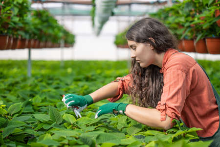 gardener treating the plants in a botanical gardenの写真素材