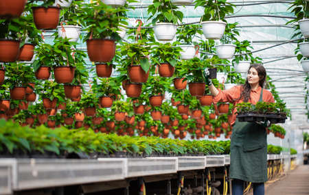 gardener checking on the plants in a botanical gardenの写真素材