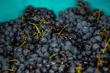 Freshly picked purple grapes put in a blue bowl. Prepared for making red vine.の写真素材