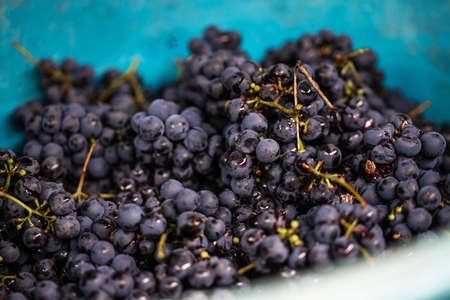 Freshly picked purple grapes put in a blue bowl. Prepared for making red vine.の写真素材