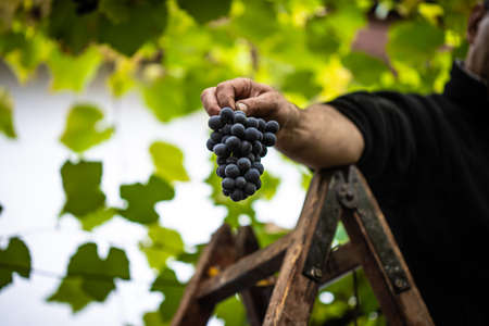 Farmers hand showing freshly picked purple grape. Farming and winemaking concept.の写真素材