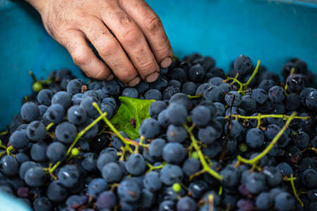 Farmers hand choosing the healthy purple grapes to make red vine.の写真素材