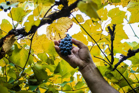 Farmers hand picking the healthy purple grapes to make red vine, in a vineyard.の写真素材