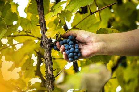 Farmers hand picking the healthy purple grapes to make red vine, in a vineyard.の写真素材