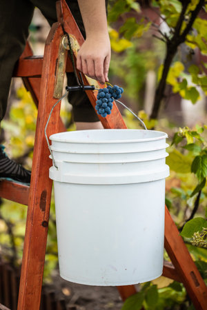 Woman picking healthy purple grapes to make red vine, in a vineyard.