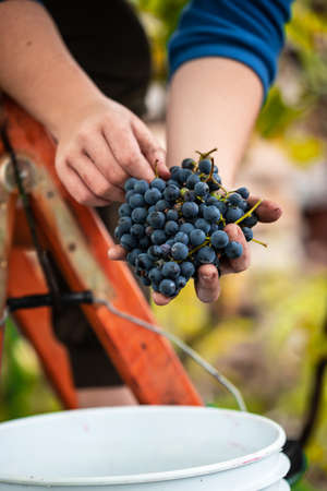 Woman picking healthy purple grapes to make red vine, in a vineyard.の写真素材