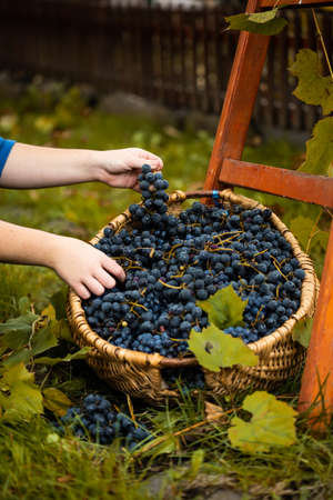 Woman choosing the healthy grapes to make red vine, in a vineyard.の写真素材