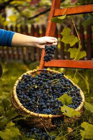 Woman choosing the healthy grapes to make red vine, in a vineyard.の写真素材