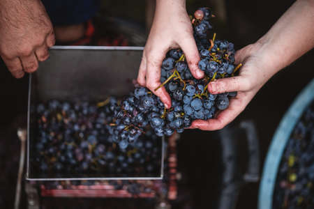 Farmers hands holding purple grapes. Farmer making red vine from purple grpapes.の写真素材