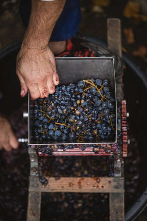 Farmers hands holding purple grapes. Farmer making red vine from purple grpapes.の写真素材