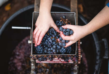 Farmers hands holding purple grapes. Farmer making red vine from purple grpapes.の写真素材