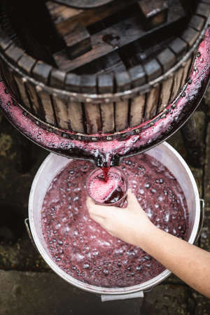 Farmers hands holding a glass full of vine. Farmer making red vine from purple grpapes.の写真素材