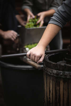 Farmer making white vine from white grpapes.の写真素材