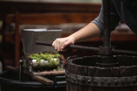Farmer making white vine from white grpapes.の写真素材