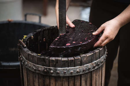 Farmer making red vine from purple grpapes.の写真素材