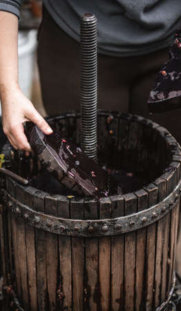 Farmer making red vine from purple grpapes.の写真素材