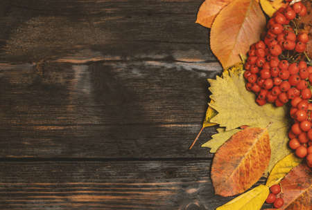 Festive autumn decor from pumpkins, berries and leaves on a black wooden background.  Concept of Thanksgiving day or Halloween.の写真素材