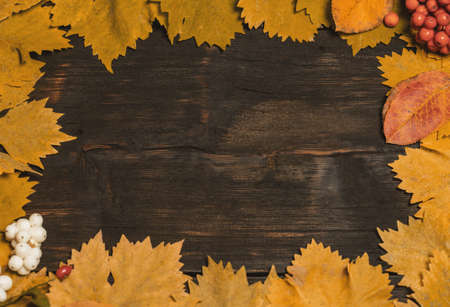 Festive autumn decor from pumpkins, berries and leaves on a black wooden background.  Concept of Thanksgiving day or Halloween.の写真素材